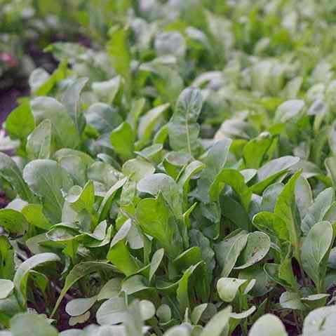 LOCAL INGREDIENTS